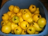 Congleton Quinces